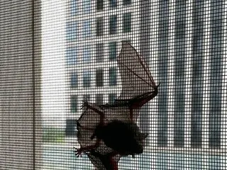 Actress Park Sul Mi published a photo of a bat stuck to a screen door at a frien