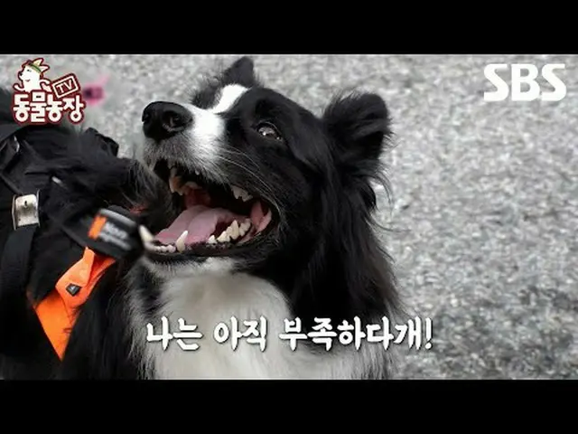 #Shin Dong-yup #Jeon SoNee (Jeon Sung-hee)_  #Tony Ahn (HOT)_  #JOY #SBS Educati