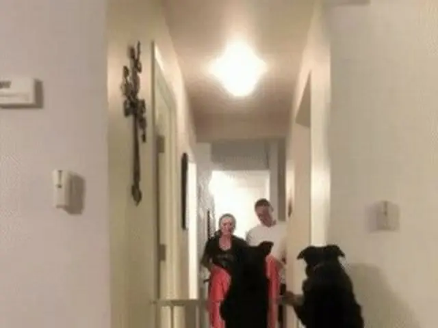 Master's "disappearance incident".  ● Magic for pet dogs, dogs say things with a