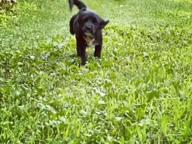 “SHINHWA” Kim Dong Wan shared on SNS, neighbor's pet dog Toru that co-starred on