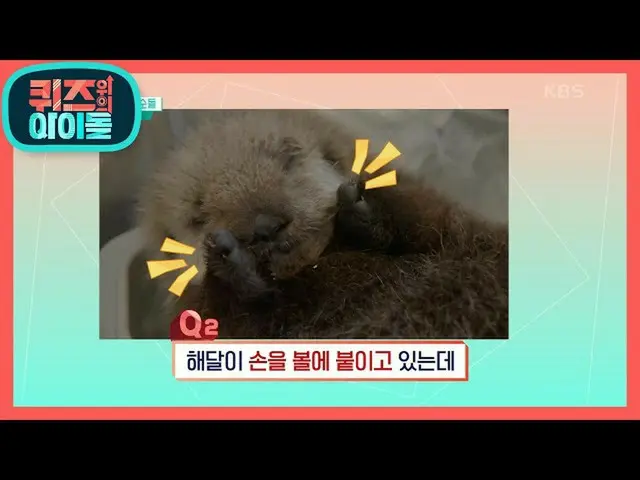 [Official kbk] ☆ Cute attention ☆ Why is the sea otter touching the ball? [Idol 