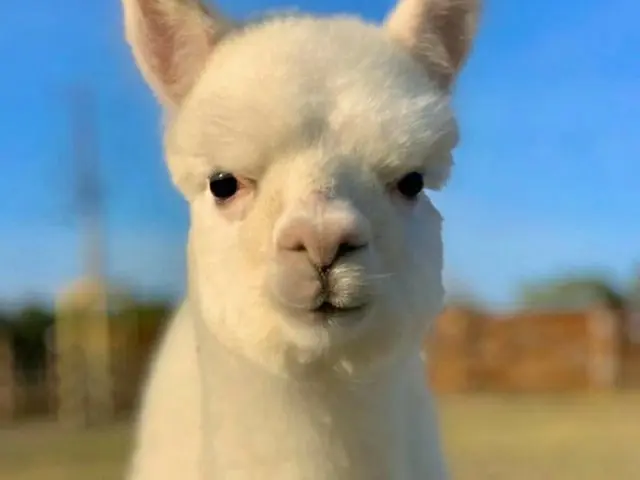 "BIGBANG" TOP and the comment "Me" on SNS both published a photo of alpaca and s