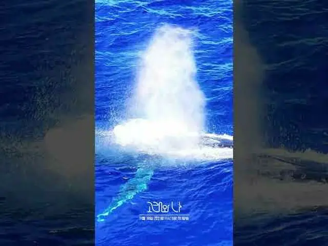 SBS Special “Whale and I” ☞First broadcast on Saturday, November 18th at 11:05 p