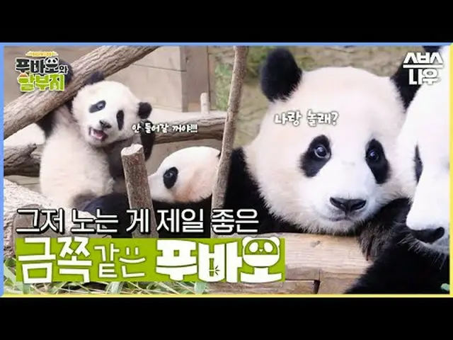 SBS “Fubao and Split” ☞[Thu] Broadcast at 9pm #Hubao and discount places #Hubao 