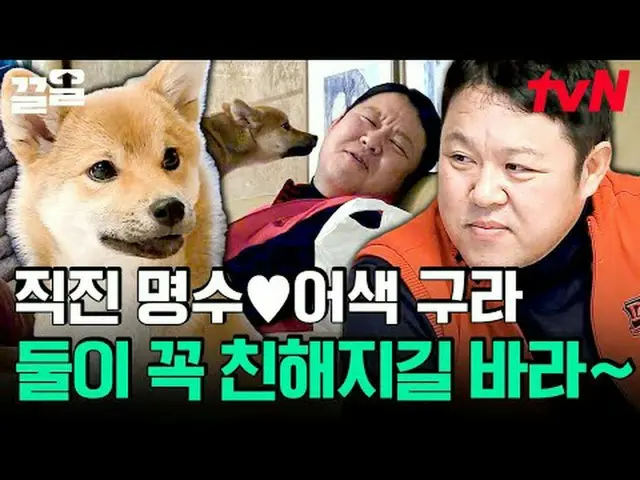 Stream on TV: #tvN #Dogs that need conversation # tvN Legend Variety Upgrade～Up↗