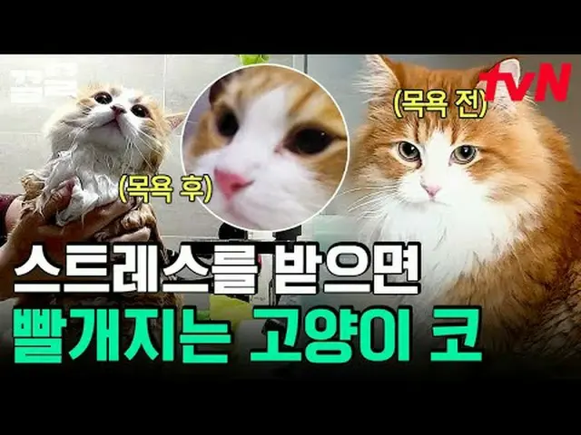 Stream on TV: #tvN #Dogs that need conversation # tvN Legend Variety Upgrade～Up↗