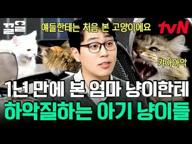 Stream on TV: #tvN #Dogs that need conversation # tvN Legend Variety Upgrade～Up↗