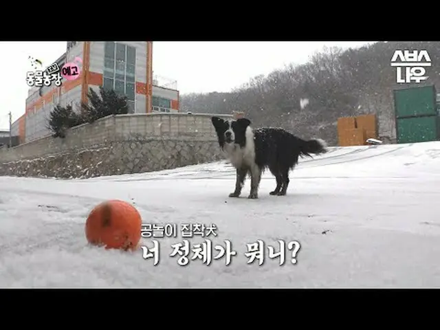 SBS [TV Animal Farm] ☞[Sun] 9:30am #TV Animal Farm #AnimalFarm #Puppy #Playing w