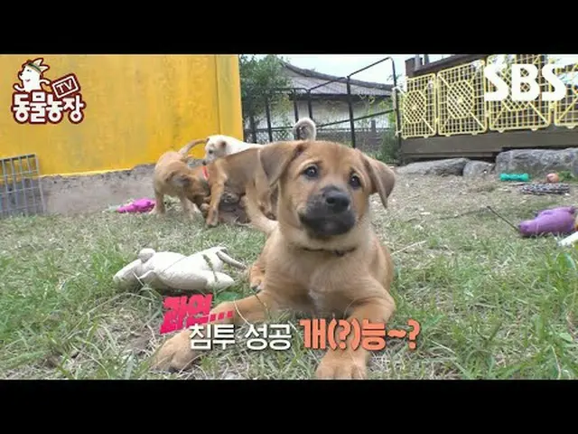 #Shin Dong-yup #Jeon SoNee (Jeon Sung-hee)_  #Tony Ahn (HOT)_  #TV Animal Farm #