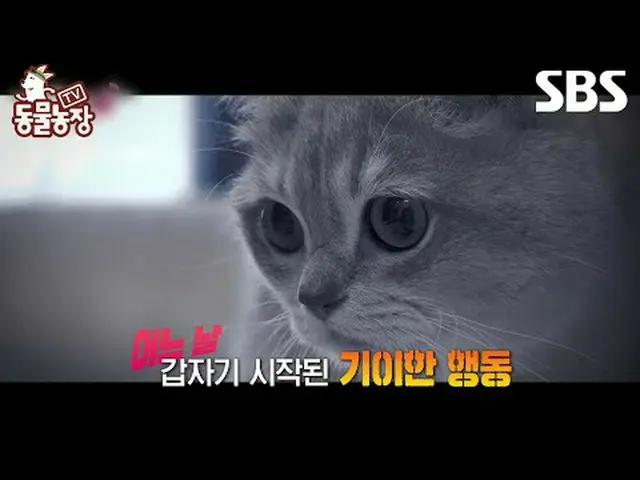 #Shin Dong-yup #Jeon SoNee(Jung Sung-hee)_  #Tony Ahn(HOT)_  #JOY #Cat #TVAnimal