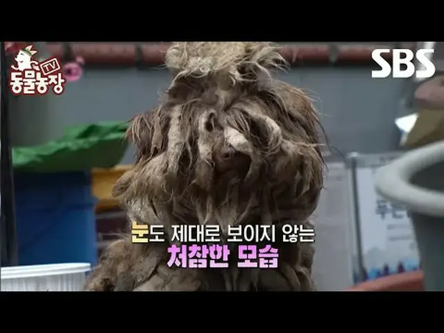 #Shin Dong-yup #Jeon SoNee (Jeon Sung-hee)_  #Tony Ahn (HOT)_  #TV Animal Farm #