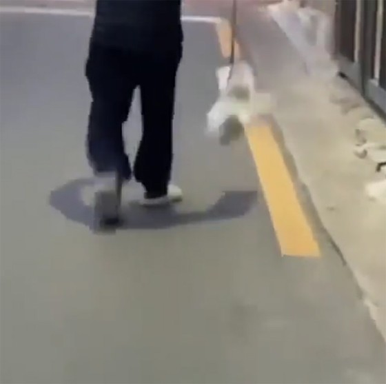A man in his 80s suspected of abusing a puppy connected to a lead by swinging on the street, sent to the prosecution = Korean report