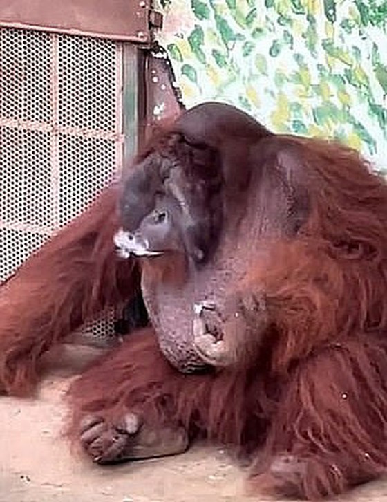 Orangutan bred by Vietnamese zoo "smoking", learned by watching behavior of visitors = Korean coverage