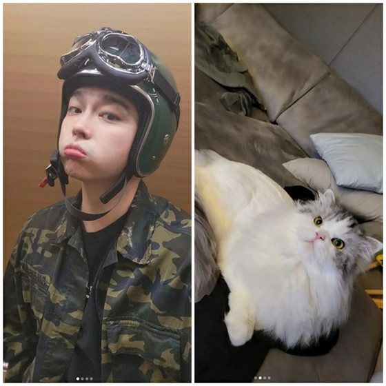 Cats that stars are obsessed with! From JUNHO (2PM), Hee-chul (SUPER JUNIOR) to Park Sin Hye... Summary of cat lovers representing the entertainment world