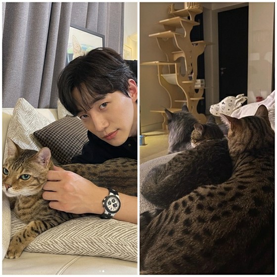 Cats that stars are obsessed with! From JUNHO (2PM), Hee-chul (SUPER JUNIOR) to Park Sin Hye... Summary of cat lovers representing the entertainment world