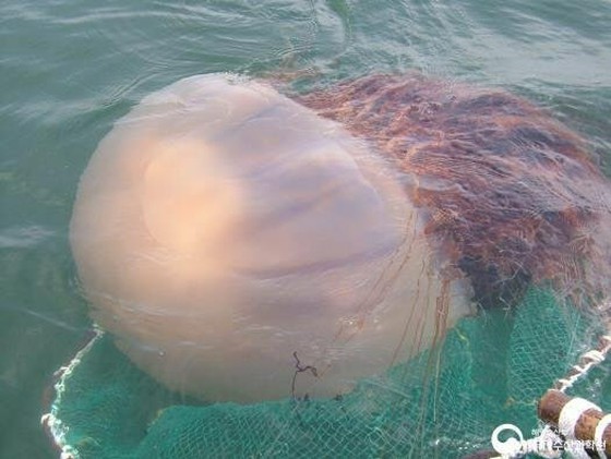 3m large jellyfish haunts beach... 39 people stung = Busan, Korea