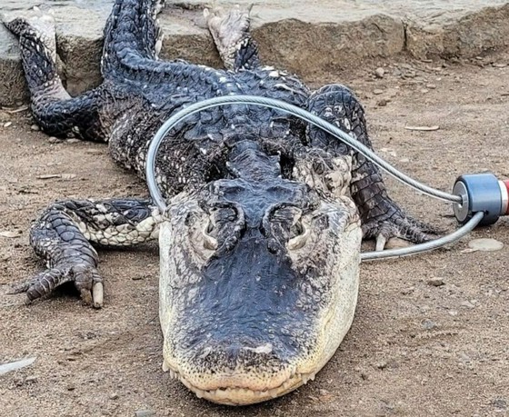 'Alligator' found in NY park... presume to have been abandoned = Korean coverage