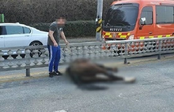 4 horses escape from field collided with car = Korea