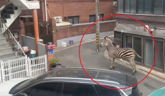 Zebras running around residential areas and roads in Seoul...Where did they come from? (with video)