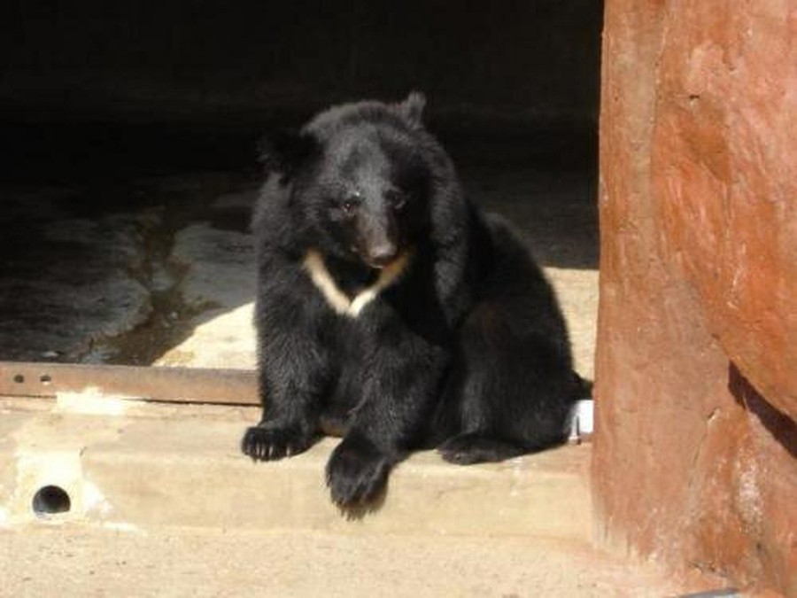 "Bear meat" vending machine appears in Japan Unexpectedly "popular