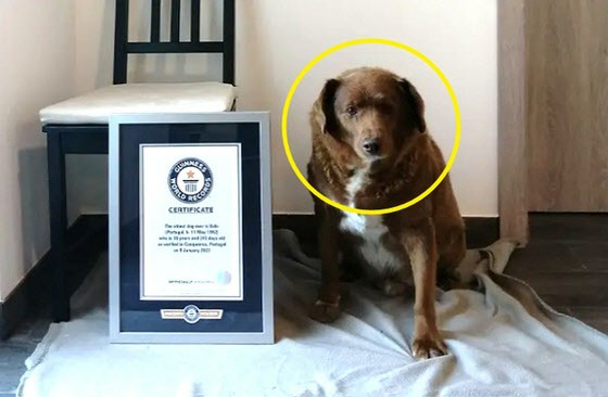 "Never been collared" … "217-year-old" dog's longevity secret