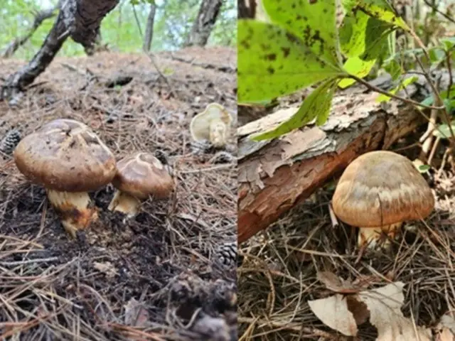 「山で1kg採ったら160万ウォンもらえる」…20代がお金を稼ぐため、山に入るというが＝韓国