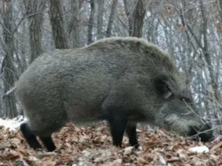South Korean man dies after being shot by fellow hunter who mistook him for a wild boar