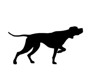 2-year-old girl attacked by large dog in Sichuan province, China, causing severe kidney damage = Chinese report