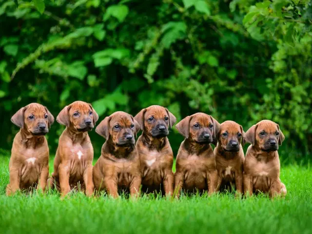 中国・四川省、幼児襲った「ロットワイラー」飼い主の身柄拘束=中国報道