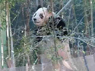 South Korea's popular panda "Fubao" escapes affair... Banned from going out