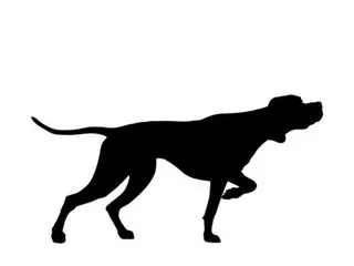 A boy in China's Jiangxi province was attacked by a dog and required 90 stitches, but the dog's owner has yet to be found - Chinese report