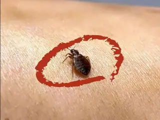 Bed bugs ``increase'' again at the end of the year... Most commonly found in ``general households'' = South Korea