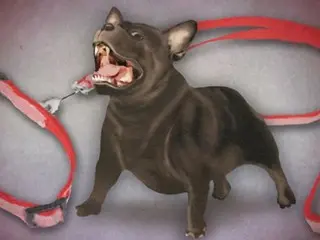 Despite being bitten by a ``ferocious dog'' and bleeding, the owner is ``wait and see'' = South Korea