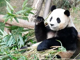 The image of Fu Bao, the panda that was sent to China, is still haunting Koreans