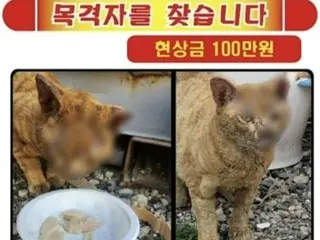 "Stray cats were burned and their ears cut off..." 1 million won reward for reporting abuse - South Korea