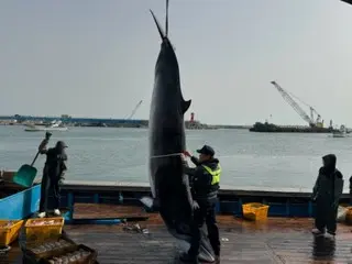 A 4.1m long minke whale was caught in a fixed net off the coast of Homigot, Pohang... Sold on consignment for 55 million won (Korea)