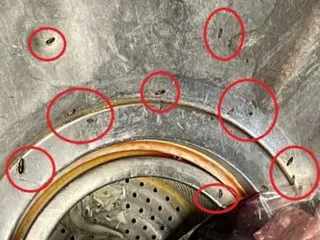 "All these cockroaches?" ... Shocking behind-the-scenes story of famous restaurant in department store = Korea