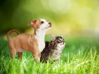 12-year-old boy breaks into friend's house, abuses and kills pet cat... "I enjoyed watching it" = Korea