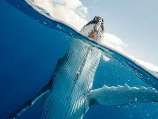 Bitcoin whales use falling market as opportunity to "buy the bottom"...Accumulations surge in two days