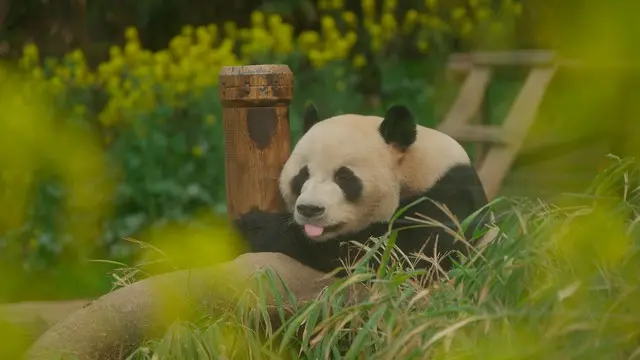 韓国生まれのパンダと飼育員たちの愛と奇跡の記録『私の親愛なるフーバオ』、シム・ヒョンジュン監督メッセージ映像＆著名人コメント解禁