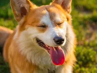 Pet-keeping households approach 6 million yen...Monthly childcare costs exceed 20,000 yen = South Korea