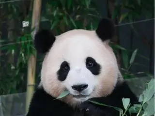 Pubao was voted the whitest panda among Everland's 3-year-old pandas!