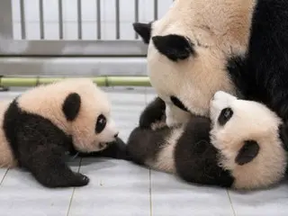 South Korea's first twin pandas, "Rui & Hui", were born in July this year and started life with their mother Aibao!
